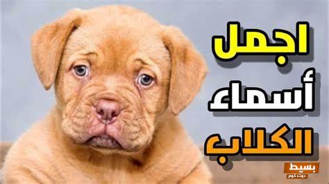 اسماء كلاب ذكور بالعربي او بالانجليزي 2024 1 اسماء كلاب ذكور بالعربي او بالانجليزي 2024
